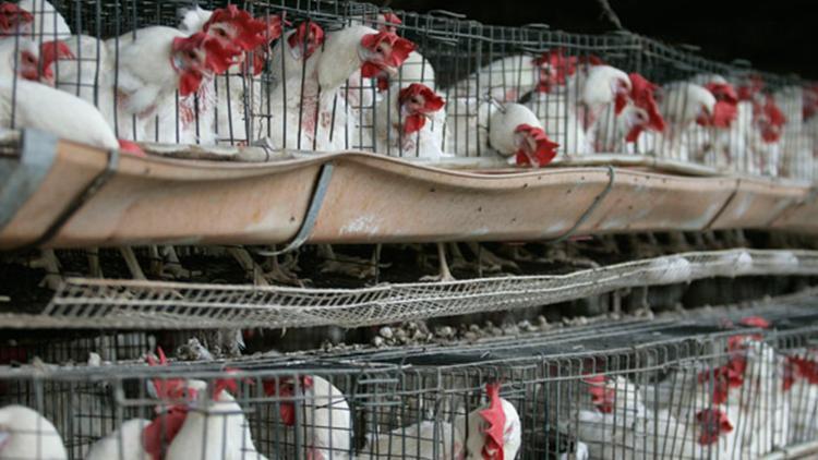 Meksika’da ‘H5N1’ tasası: Birinci kere bir beşerde görüldü
