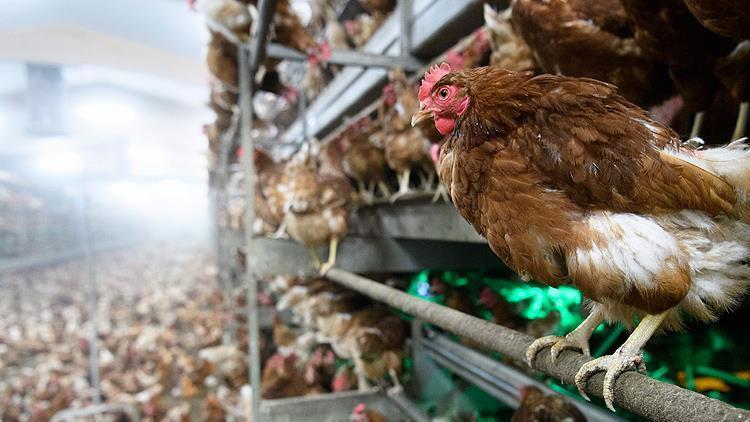 Meksika’da kuş gribine bağlı birinci vefat olayı: 3 yaşında kız çocuğu hayatını yitirdi
