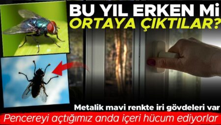“Birkaç saniyeliğine pencereyi açıyorum içeri atak ediyorlar” Karasinekler bu yıl erken mi çıktılar?