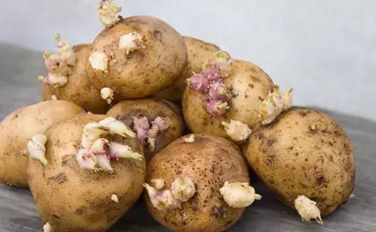 Filizlenmiş patatesi aslında bu halde kıymetlendirmek de mümkün! Filizlenmiş patates yenir mi, ziyanları neler?