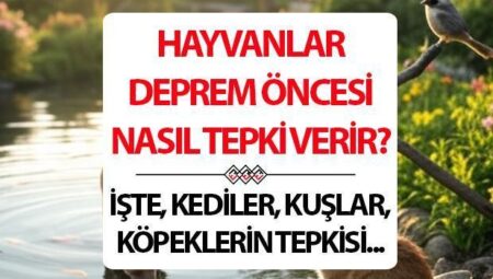 Kuşlar, kediler, köpekler, balıklar sarsıntısı hisseder mi? Hayvanlar sarsıntıdan evvel nasıl reaksiyon verir?