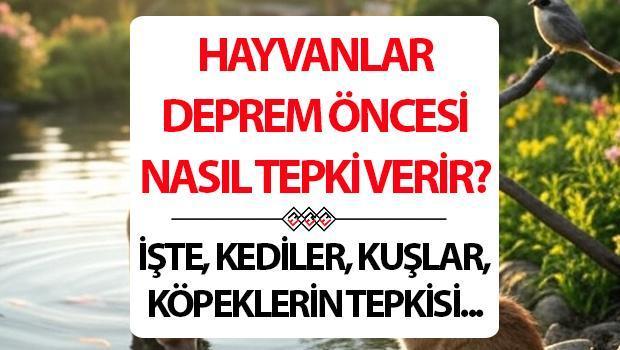 Kuşlar, kediler, köpekler, balıklar sarsıntısı hisseder mi? Hayvanlar sarsıntıdan evvel nasıl reaksiyon verir?