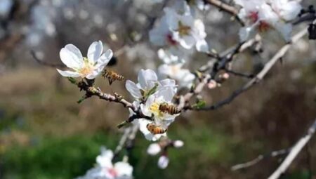 Nevruz Bayramı resmi tatil mi oldu? Nevruz Bayramı ne vakit kutlanır?