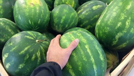 Karpuz nasıl seçilir? Tatlı karpuz ve sulu karpuz nasıl anlaşılır? Karpuz seçmenin püf noktaları