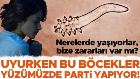 Uyurken bu böcekler yüzünüzde parti yapıyor! Dışarı çıkıp çiftleşiyorlar, uyandığımız anda gözeneklere geri dönüyorlar