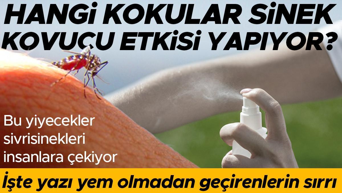 Yaz aylarını sivrisineklere yem olmadan geçirenlerin sırrı ne? | Hangi kokular sinek kovucu tesiri yapıyor? Bu yiyecekler sinekleri insanlara çekiyor